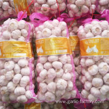 Pure white garlic 6.0 cm-10kg carton